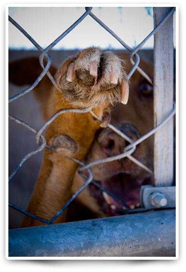 Animal Control Nogales mexico